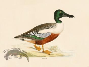 18 BGB Shoveler